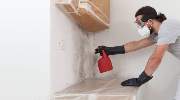 Basement Mold Remediation treatment on basement walls in Glenview